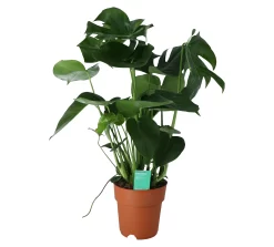 Monstera In 19cm Terracotta Plastic Grow Pot