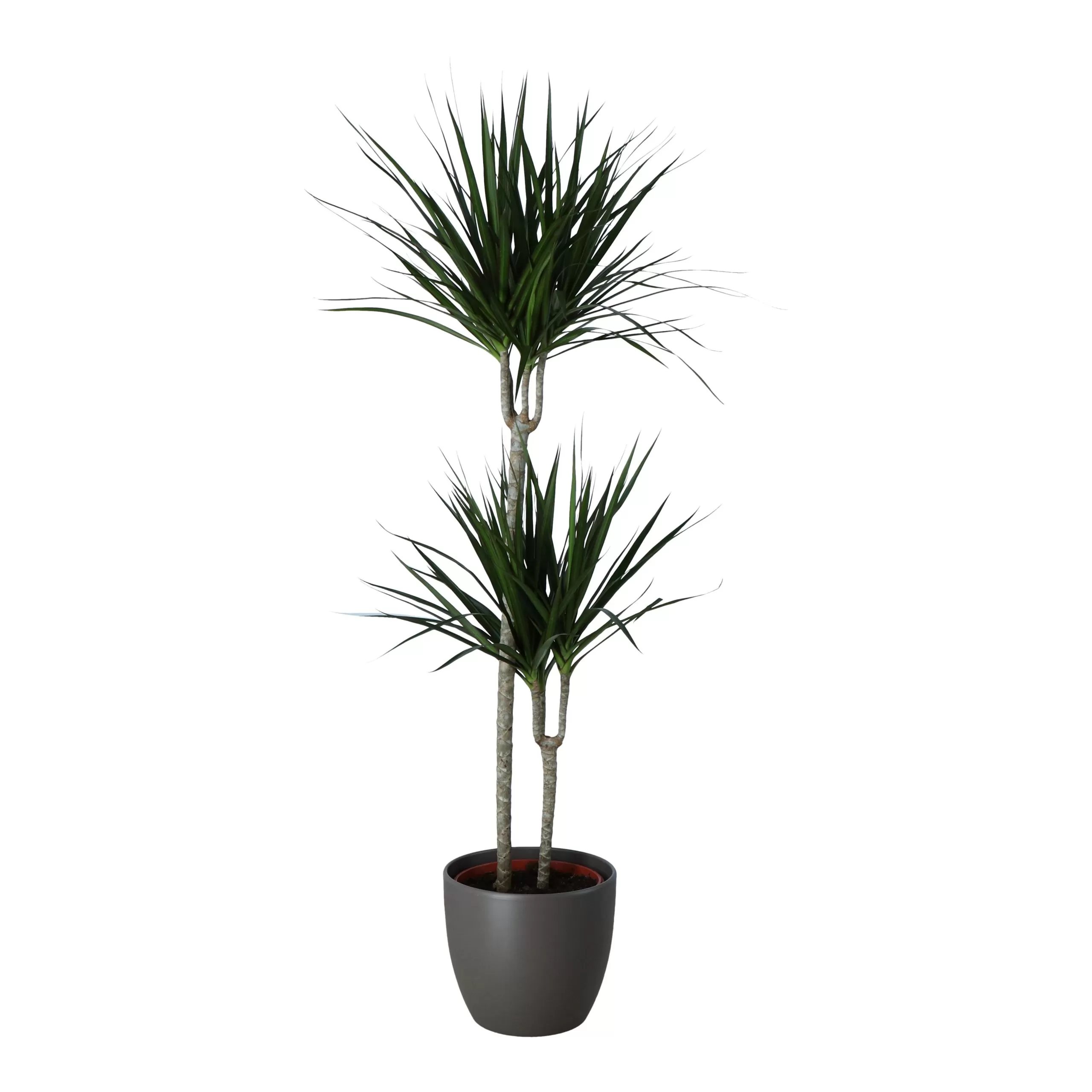 Never Plant In 24cm Assorted Ceramic Decorative Pot 3 Never Plant In 24cm Assorted Ceramic Decorative Pot - Image 3