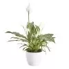 Peace Lily In 14cm White Ceramic Grow Pot