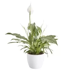 Peace Lily In 14cm White Ceramic Grow Pot