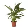 Peace Lily In 17cm Terracotta Plastic Grow Pot