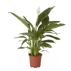 Peace Lily In 17cm Terracotta Plastic Grow Pot
