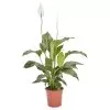 Peace Lily In 21cm Terracotta Plastic Grow Pot