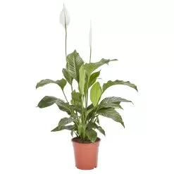Peace Lily In 21cm Terracotta Plastic Grow Pot