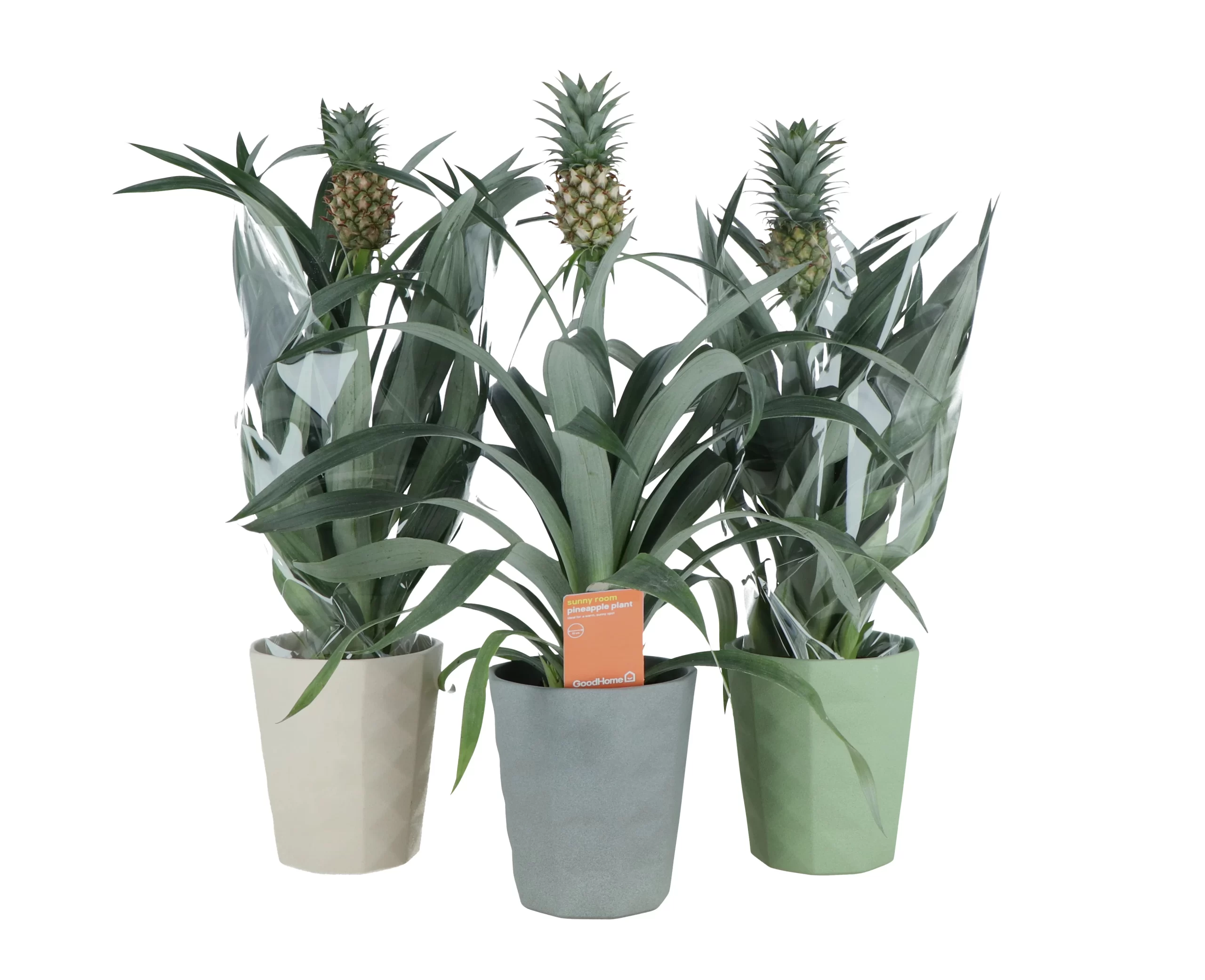 Pineapple Plant In 13.5cm Assorted Ceramic Decorative Pot 1 Pineapple Plant In 13.5cm Assorted Ceramic Decorative Pot