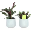 Prayer Plant Pale Grey Ceramic Decorative Pot