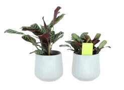 Prayer Plant Pale Grey Ceramic Decorative Pot
