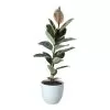 Rubber Plant In 24cm Assorted Ceramic Decorative Pot