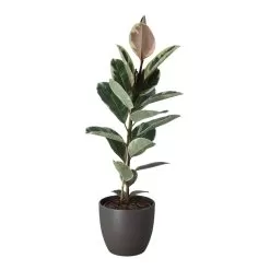 Rubber Plant In 24cm Assorted Ceramic Decorative Pot -Garden Shop rubber plant in 24cm assorted ceramic decorative pot5059340827810 22c