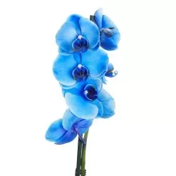 Single Stem Blue Moth Orchid In 12cm Clear Plastic Grow Pot -Garden Shop single stem blue moth orchid in 12cm clear plastic grow pot3663602462927 37c bq