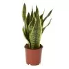 Snake Plant In 14cm Terracotta Plastic Grow Pot