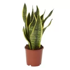 Snake Plant In 14cm Terracotta Plastic Grow Pot