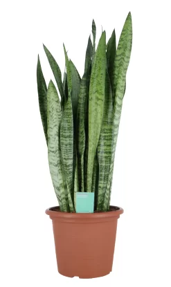 Snake Plant In 25cm Plastic Pot
