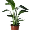 Strelitzia In 17cm Terracotta Plastic Grow Pot