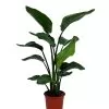 Strelitzia In 21cm Terracotta Plastic Grow Pot