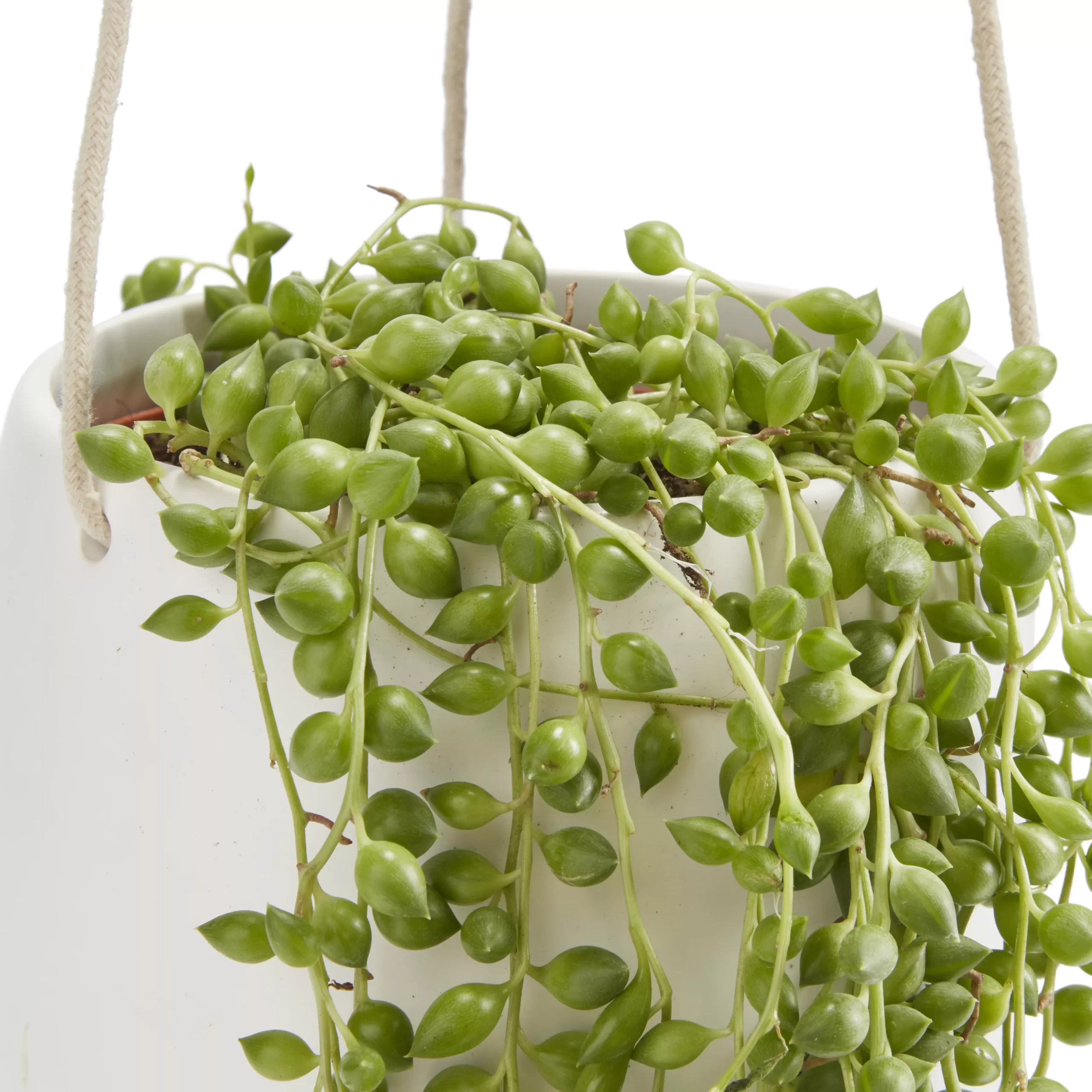String Of Beads In 13cm White Ceramic Hanging Pot 2 String Of Beads In 13cm White Ceramic Hanging Pot - Image 2