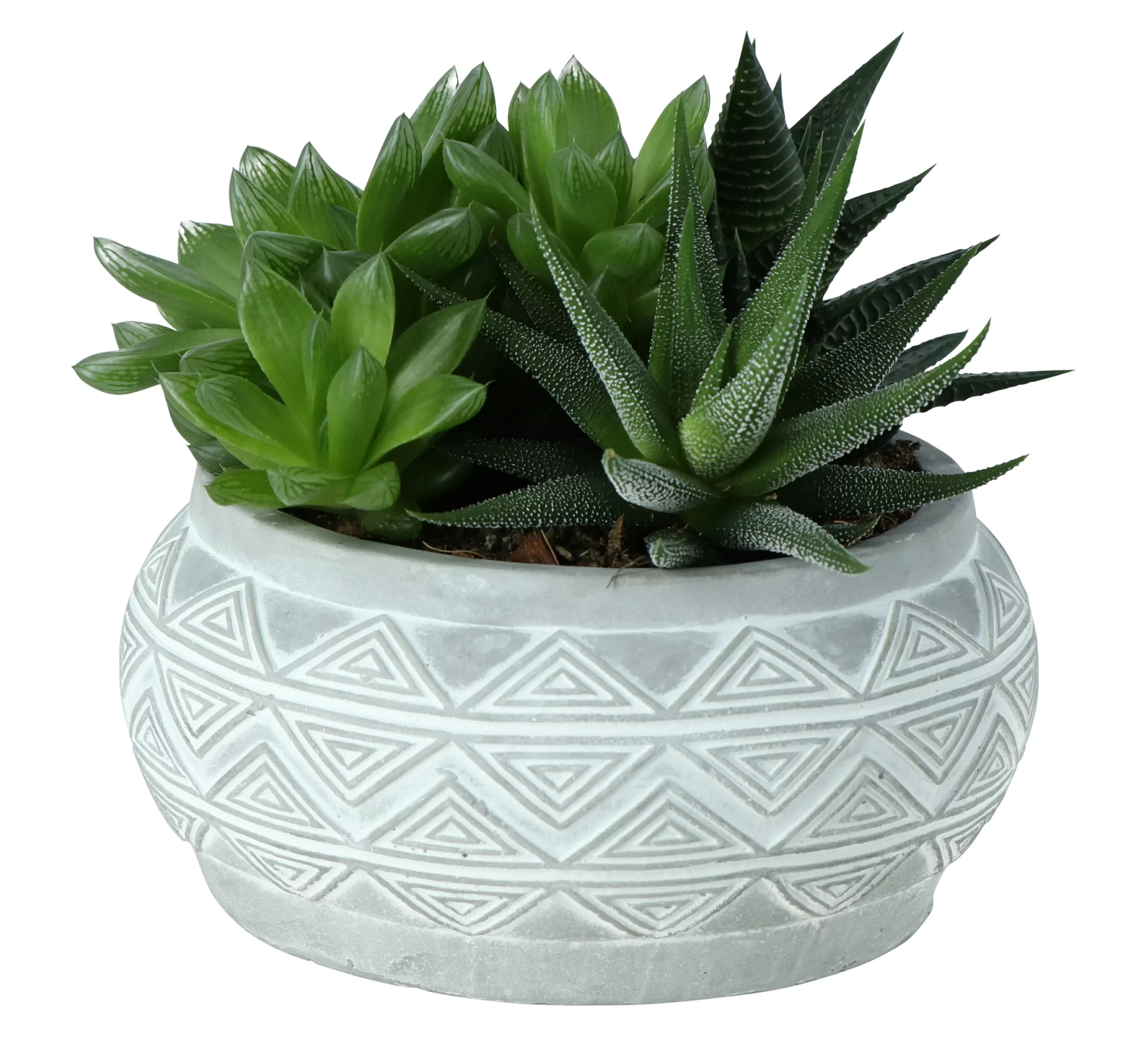 Succulent In 14cm Assorted Ceramic Decorative Pot 1 Succulent In 14cm Assorted Ceramic Decorative Pot