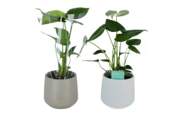 Swiss Cheese Plant In 13cm Assorted Ceramic Decorative Pot