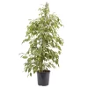Weeping Fig In 21cm Black Plastic Grow Pot