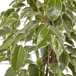 Weeping Fig In 21cm Black Plastic Grow Pot -Garden Shop weeping fig in 21cm black plastic grow pot3663602462606 37c bq