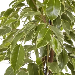 Weeping Fig In 21cm Black Plastic Grow Pot -Garden Shop weeping fig in 21cm black plastic grow pot3663602462606 38c bq