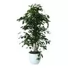 Weeping Fig In 24cm Assorted Ceramic Decorative Pot