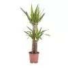Yucca In 19cm Terracotta Plastic Grow Pot