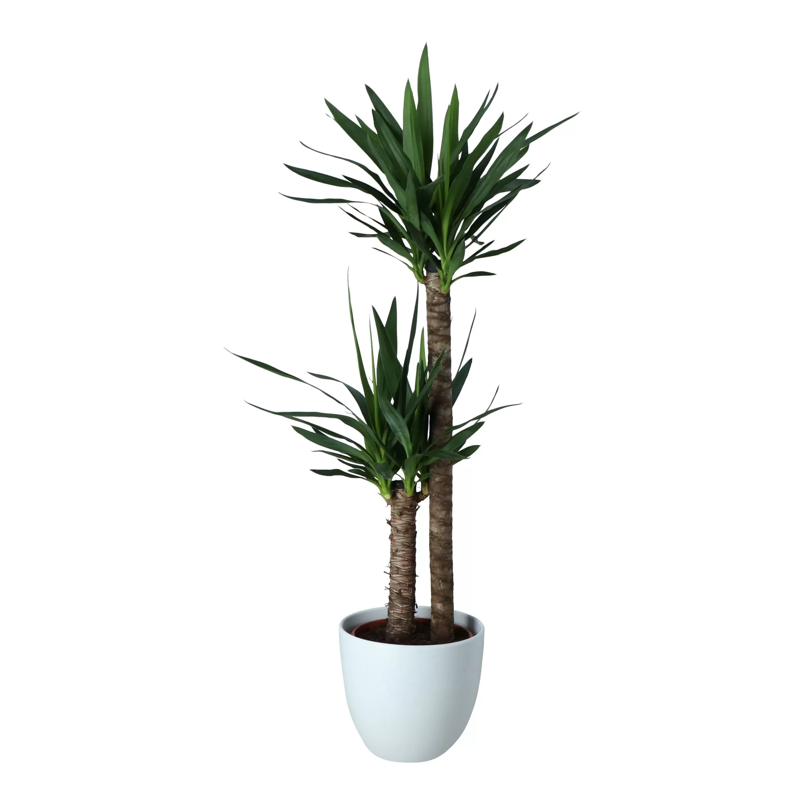 Yucca In 24cm Assorted Ceramic Decorative Pot 1 Yucca In 24cm Assorted Ceramic Decorative Pot