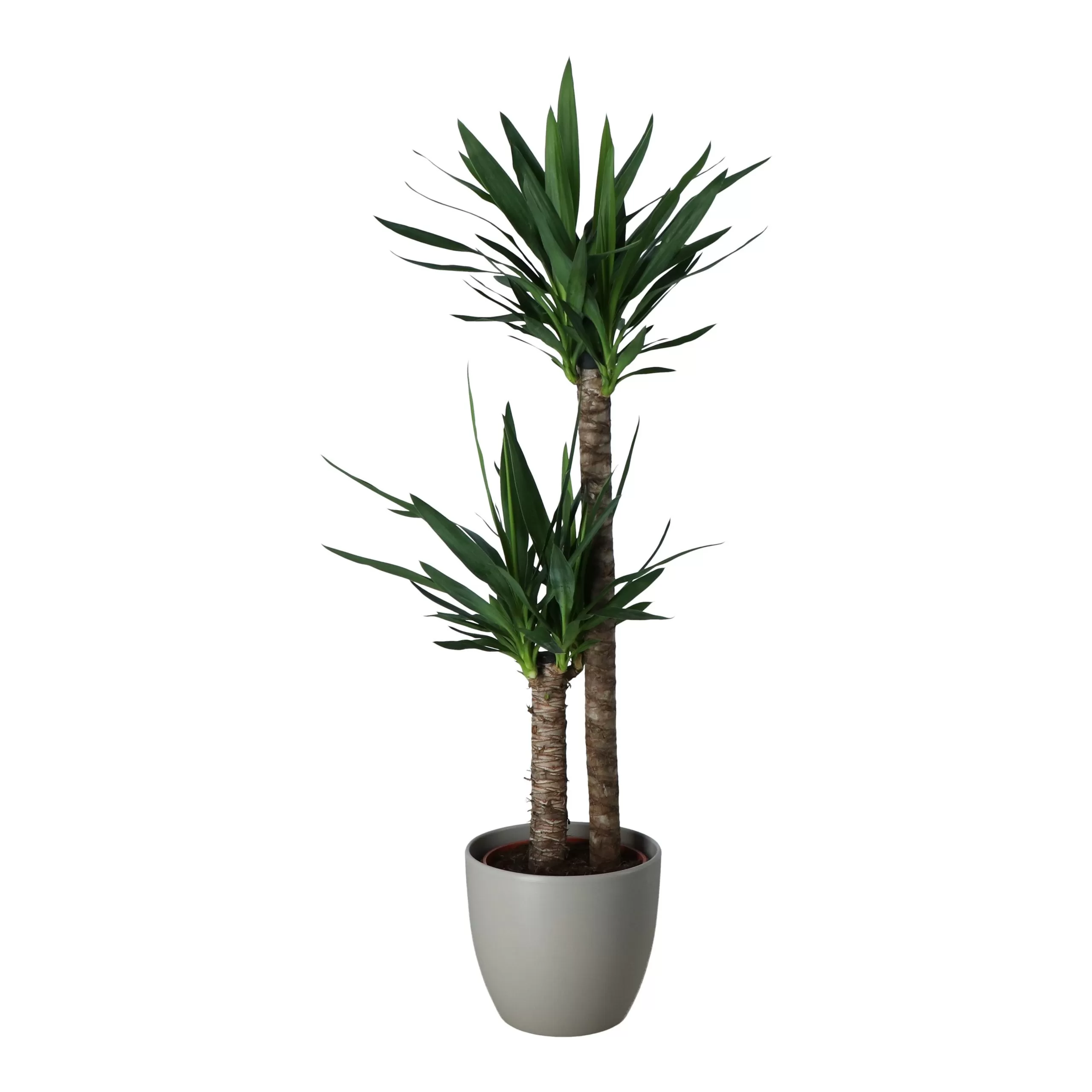 Yucca In 24cm Assorted Ceramic Decorative Pot 2 Yucca In 24cm Assorted Ceramic Decorative Pot - Image 2