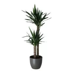Yucca In 24cm Assorted Ceramic Decorative Pot 5 Yucca In 24cm Assorted Ceramic Decorative Pot -Garden Shop yucca in 24cm assorted ceramic decorative pot5059340832647 22c
